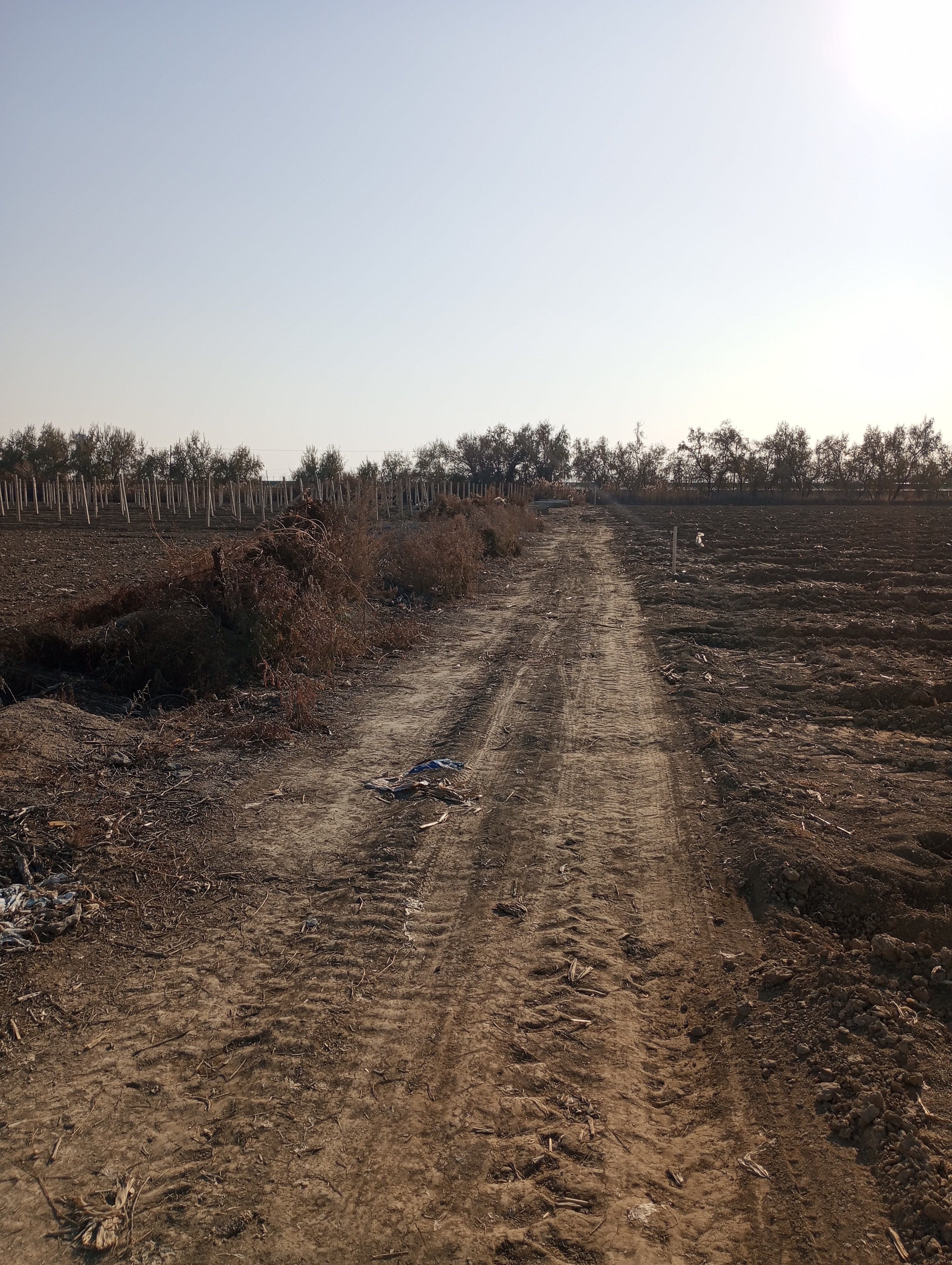 Elaeagnus angustifolia---Фанаты---251115-004